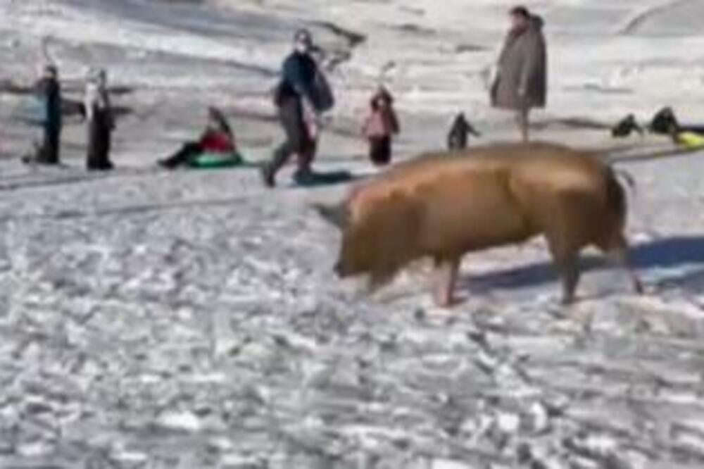 DECA SE BEZBRIŽNO SANKALA NA ZLATIBORU KAD IM SE NIOTKUDA POJAVILA ONA: Kaljava od blata uhvatila dah slobode!