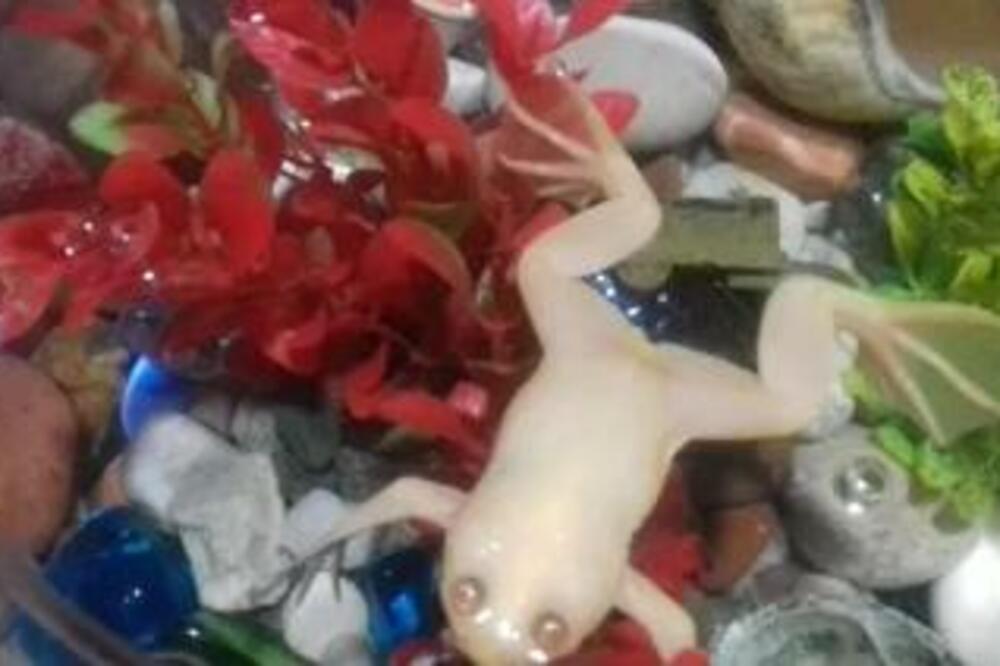 JOVANOVIĆI IMAJU NAJČUDNIJEG KUĆNOG LJUBIMCA KOG ĆETE IKAD VIDETI: Milentije je već 6 godina NJIHOV MILJENIK (FOTO)