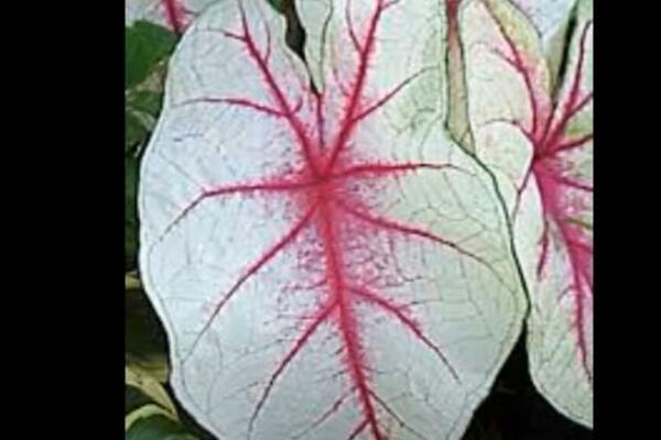 BILJKA KOJI MNOGI UZGAJAJU JE OTROVNA: Lepa na oko, ali njeni LISTOVI mogu biti KOBNI PO VAS