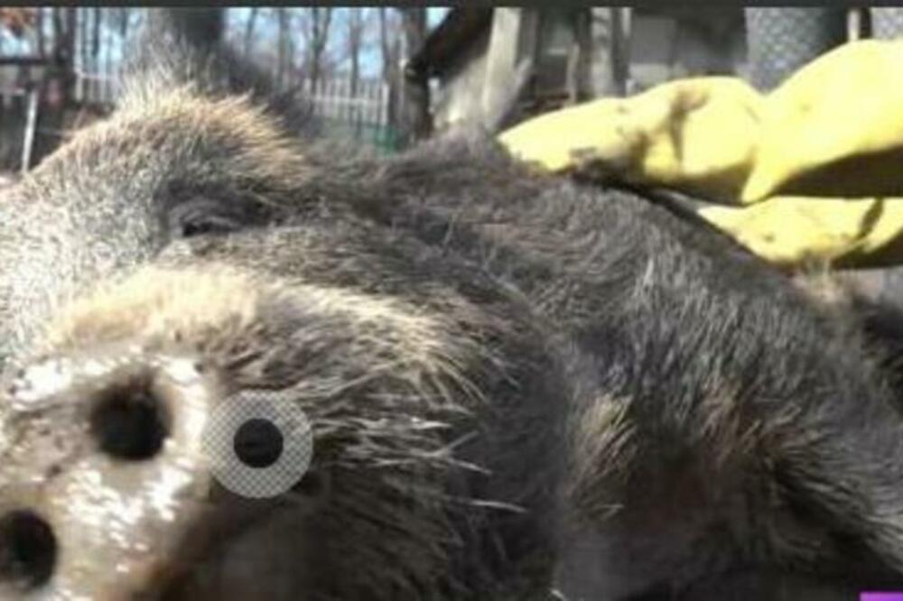 GILE ZAMENIO ŠUMU FARMOM: Domaćin Blagoje pripitomio divlju svinju, kaže da je LJUBAV OBOSTRANA! (VIDEO)