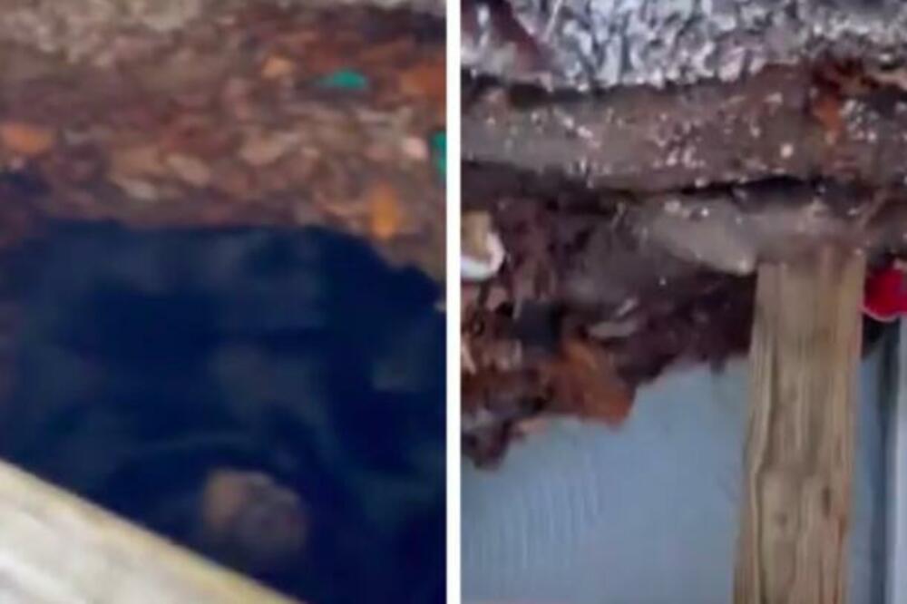 ŽENA VIDELA ŠTA SPAVA ISPOD NJENE TERASE PA PRETRNULA OD STRAHA: Ogromno je, ne usuđuje se da mu priđe!(VIDEO)