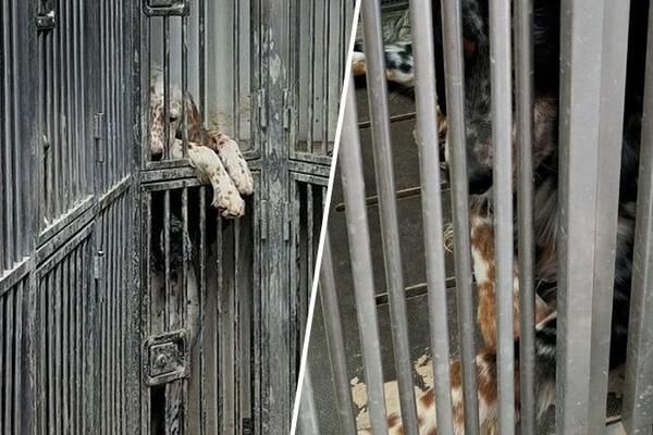 UŽAS! CARINICI PRONAŠLI IZMUČENE PSE U KAVEZIMA: Od ovog prizora ćete ZAPLAKATI (FOTO)
