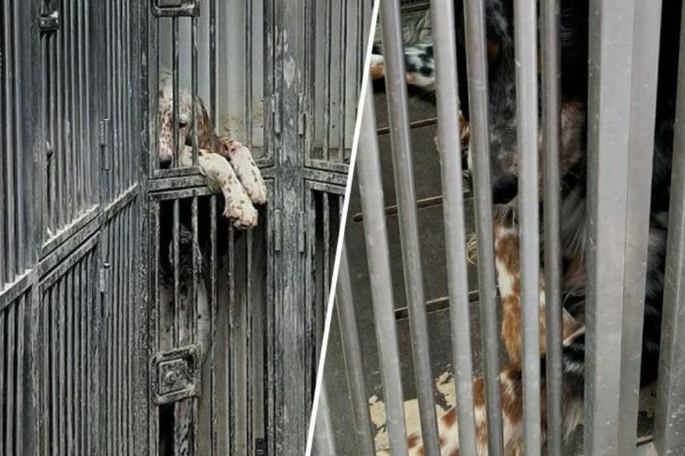 UŽAS! CARINICI PRONAŠLI IZMUČENE PSE U KAVEZIMA: Od ovog prizora ćete ZAPLAKATI (FOTO)