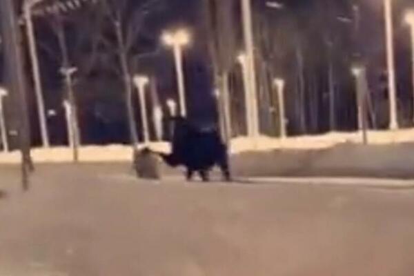 POBESNELA ŽIVOTINJA NAPALA ŽENU, KOPITOM JE UDARILA U GLAVU, PA OBORILA NA ZEMLJU: Snimljen nikad JEZIVIJI TRENUTAK