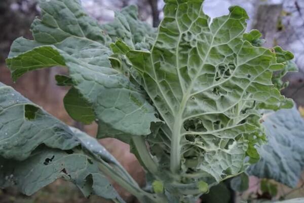 ZA OVU BILJKU KAŽU DA JE SIROTINJSKA: Jedna je od najzdravijih na svetu, a trebalo bi da je skuvate JOŠ DANAS