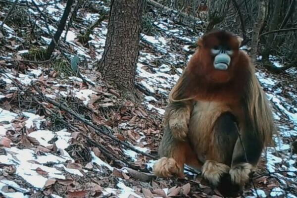 Istraživači otkrili mnogo novih grupa divljih životinja u Šenongđiji! (VIDEO)