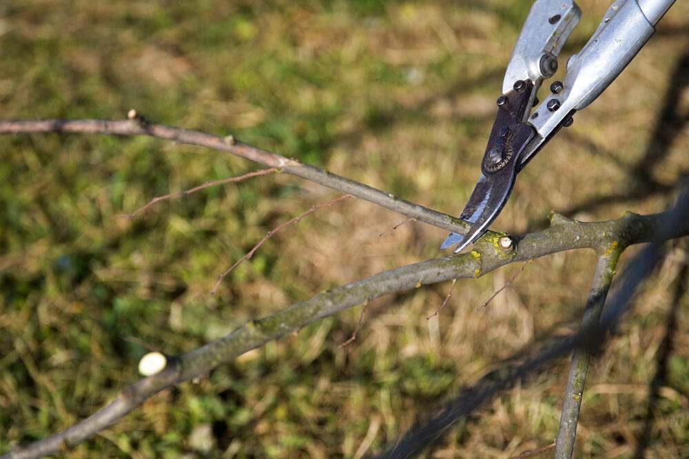 SUBOTICA ŠIRI ZELENI POJAS: Danas su posađena 42 nova stabla