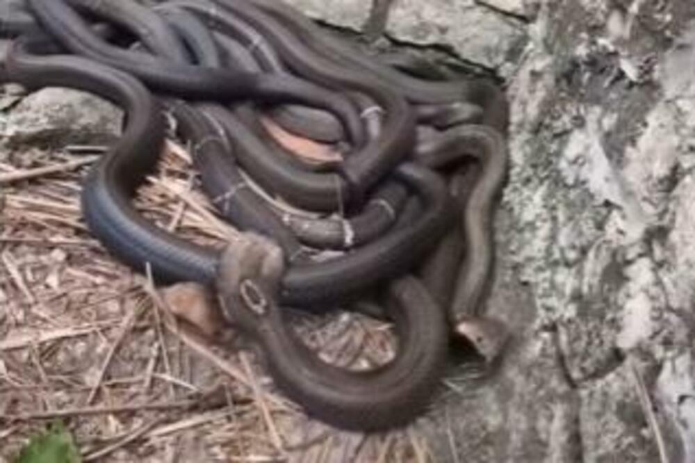 AU, ŠTA OVAJ ČOVEK GOLIM RUKAMA RADI SA ZMIJAMA! Ima ih na HILJADE, od ovog prizora se ledi KRV U ŽILAMA (VIDEO)