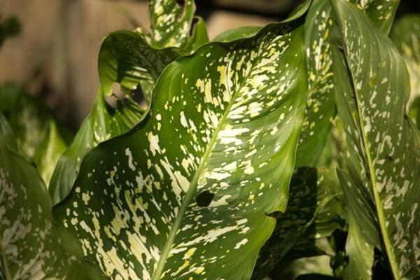 NARODE, OPREZ: Ovu biljku ima SVAKA TREĆA SRPSKA KUĆA, a njeni listovi su SMRTONOSNI