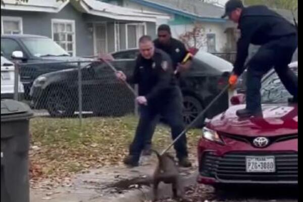 KRVOLOČNI PITBULOVI RASTRGLI ČOVEKA, VUKLI GA PO ULICI: Vatrogasci se jedva izborili sa POBESNELIM PSIMA (VIDEO)