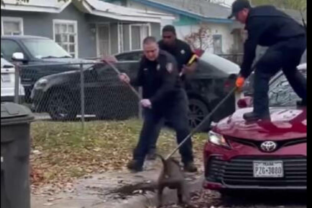 KRVOLOČNI PITBULOVI RASTRGLI ČOVEKA, VUKLI GA PO ULICI: Vatrogasci se jedva izborili sa POBESNELIM PSIMA (VIDEO)