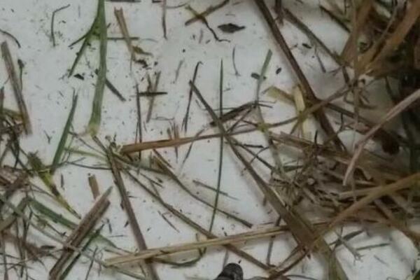 IZAŠLA JE U DVORIŠTE I VIDELA DA SE NEŠTO MRDA: Kada je shvatila šta, sledila se u mestu i počela da urla (VIDEO)