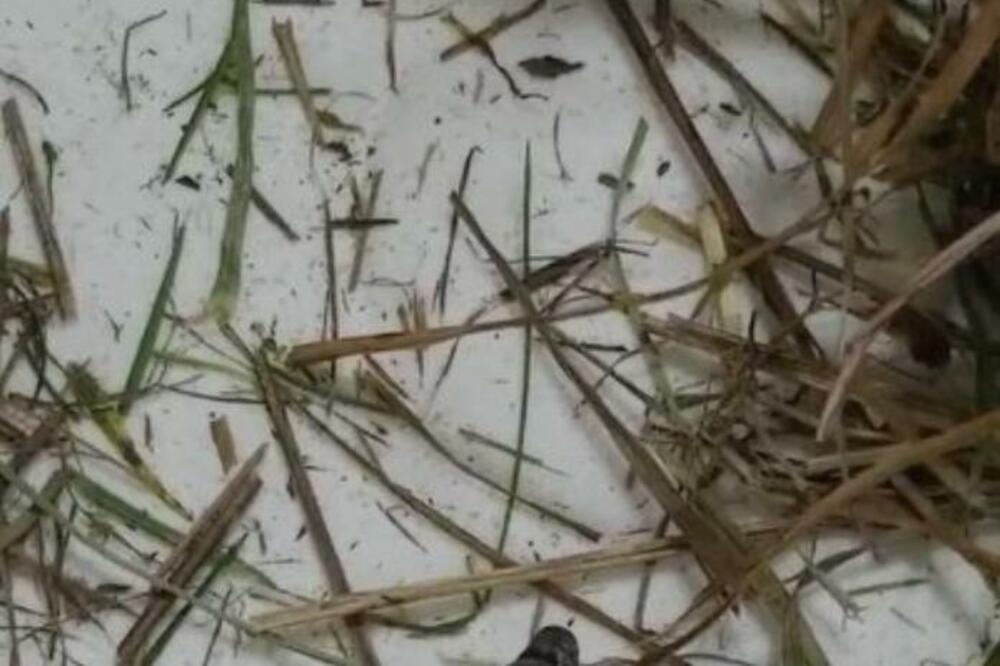 IZAŠLA JE U DVORIŠTE I VIDELA DA SE NEŠTO MRDA: Kada je shvatila šta, sledila se u mestu i počela da urla (VIDEO)