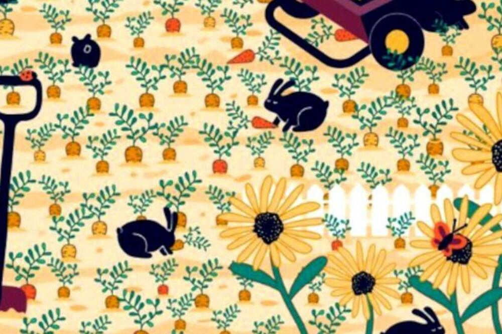 PRONAĐITE IZGUBLJENI PRSTEN NA SLICI: Ukoliko uspete ta ga locirate za 5 SEKUNDI, možete reći da ste GENIJE (FOTO)