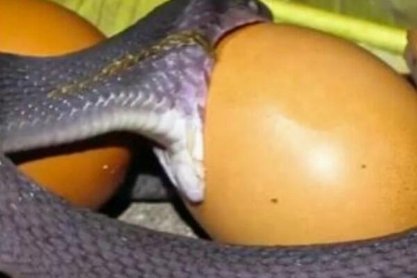 LJUDI TRLJAJU OČI U NEVERICI: Pazite samo šta ZMIJA radi sa JAJETOM, da se NAJEŽIŠ! (VIDEO)