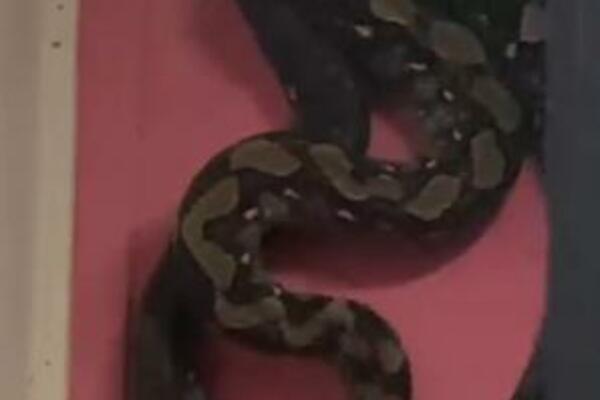 OVAKO IZGLEDA KADA SE LEGLO ZMIJA NASTANI U KUĆI: Pravi ZMIJARNIK, molite BOGA da se ovo NE DESI VAMA (VIDEO)