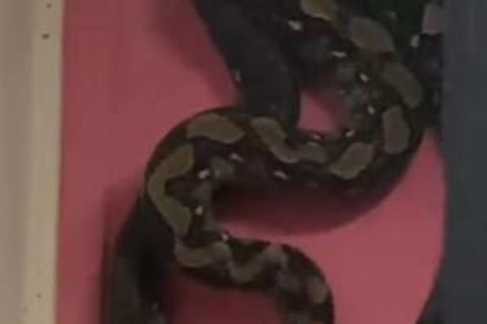 OVAKO IZGLEDA KADA SE LEGLO ZMIJA NASTANI U KUĆI: Pravi ZMIJARNIK, molite BOGA da se ovo NE DESI VAMA (VIDEO)