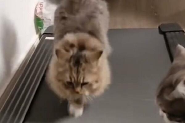 SNIMAK JE ODGLEDAN 15 MILIONA PUTA, A TEŠKO DA STE GA I VI VIDELI: Mačke i traka za trčanje - NEPROCENJIVO! (VIDEO)