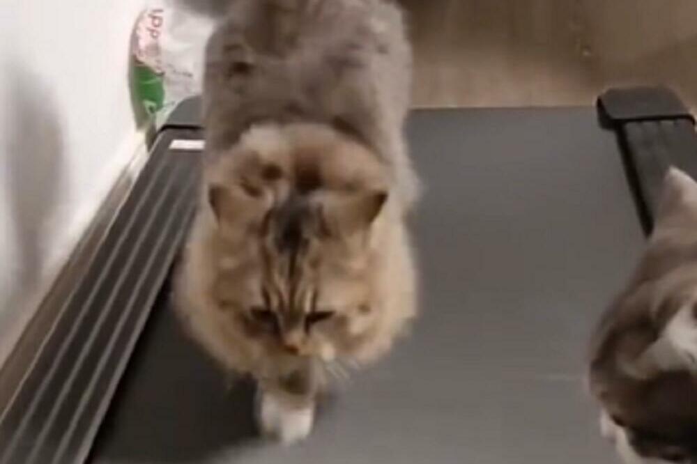 SNIMAK JE ODGLEDAN 15 MILIONA PUTA, A TEŠKO DA STE GA I VI VIDELI: Mačke i traka za trčanje - NEPROCENJIVO! (VIDEO)