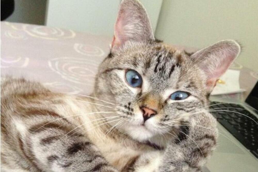 OTKRIVENA VELIKA ISTINA O MAČKAMA KOJU LJUDI MORAJU DA ZNAJU: Nije sve kao što izgleda