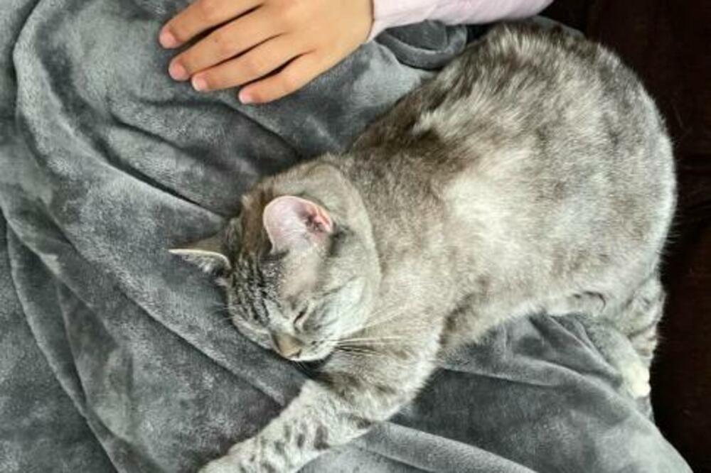 STRUKA OTKRILA NAJČUDNIJ RAZLOG ZAŠTO VAS MAČKA LIŽE: Ovo većina vlasnika NE ZNA