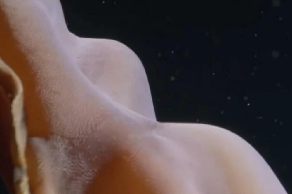 VIDELI MORSKO ČUDOVIŠTE DUGO PREKO 9 METARA, BILO VEĆE OD PODMORNICE U KOJOJ SU BILI: Šta je, bre OVO? (VIDEO)