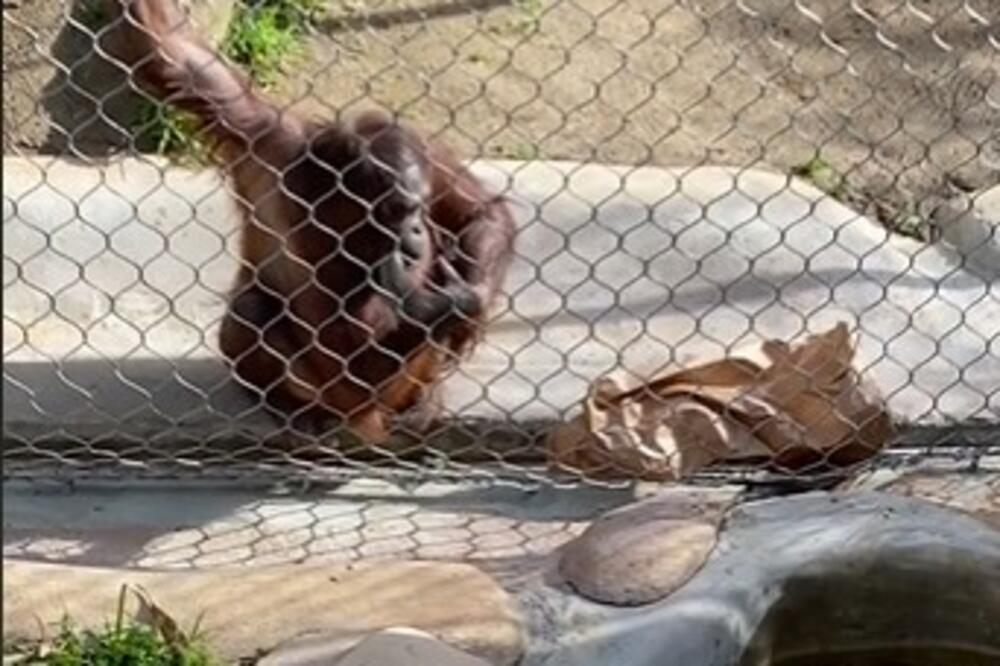 BEBINA FLAŠICA UPALA U KAVEZ KOD ORANGUTANA: Ono što se desilo nakon toga niko nije mogao da OČEKUJE (VIDEO)