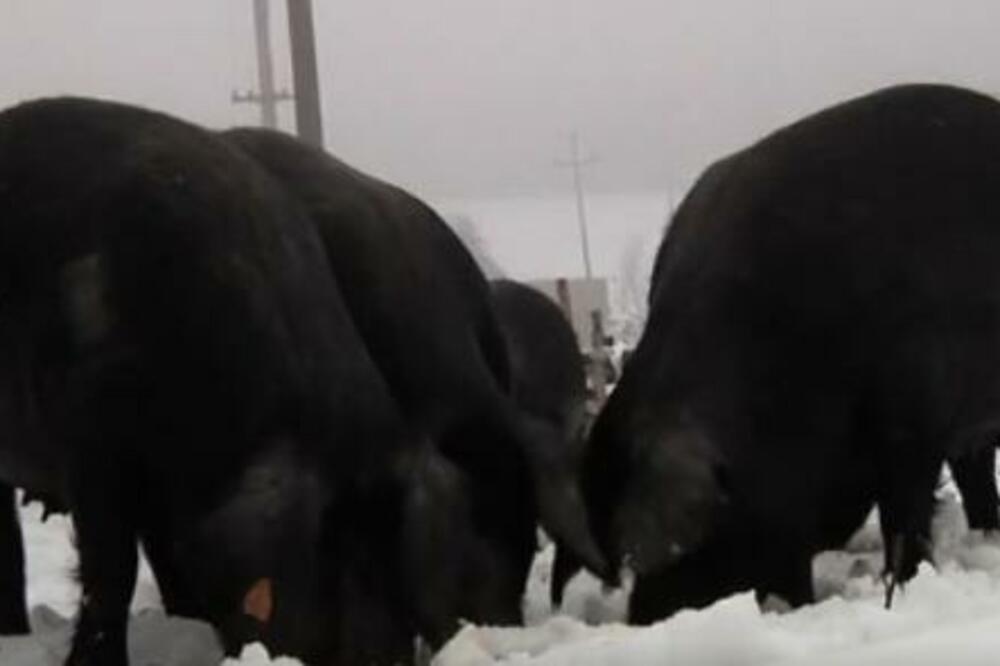 OVA RASA SVINJA JE BILA PRED ISTREBLJENJEM, A SADA MOŽE FINO DA SE ZARADI: Prodaja 90% dogovorena unapred