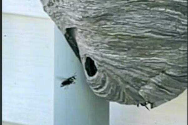 POPRSKAJTE OVO I OTARASIĆETE SE STRŠLJENOVA U ROKU OD 1 MINUTA: Padaju MRTVI svi do jednog (VIDEO)