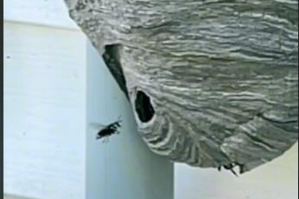 POPRSKAJTE OVO I OTARASIĆETE SE STRŠLJENOVA U ROKU OD 1 MINUTA: Padaju MRTVI svi do jednog (VIDEO)