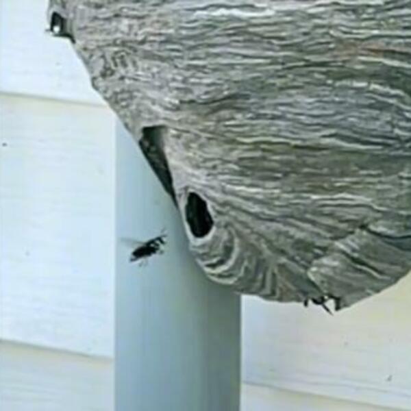 POPRSKAJTE OVO I OTARASIĆETE SE STRŠLJENOVA U ROKU OD 1 MINUTA: Padaju MRTVI svi do jednog (VIDEO)