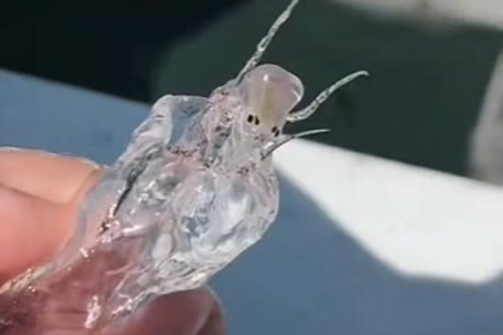 ŠTA JE OVO? Misteriozno stvorenje VANZEMALJSKOG oblika uhvaćeno kamerom, OSMI PUTNIK JE MEĐU NAMA?!