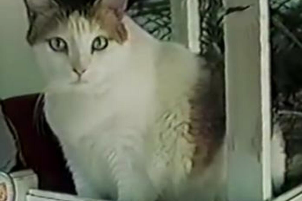 NAJSTARIJA MAČKA NA SVETU: Pio je KAFU i VINO, jeo SLANINU, a pazite KOLIKO JE ŽIVEO! Imao je i POZNATOG BRATA