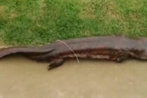 ZNATE LI ŠTA JE OVO? Usnimljeno stvorenje BIZARNOG OBLIKA, izgleda više nego JEZIVO (VIDEO)