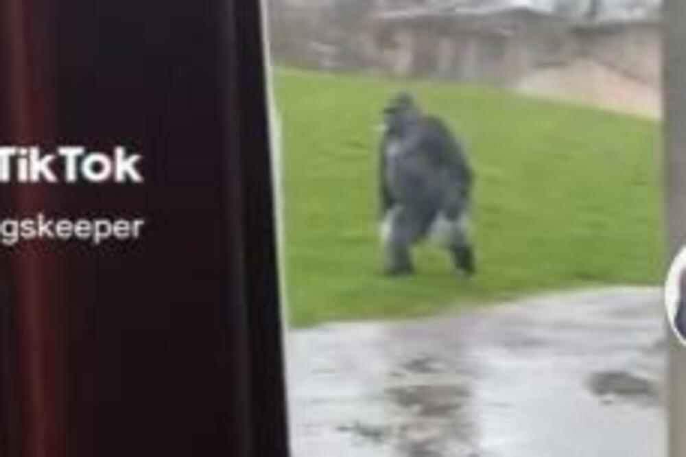 Ako ste spremni da vam se zaledi krv: Da li je ovo opasna ŽIVOTINJA ILI ČOVEK? (VIDEO)