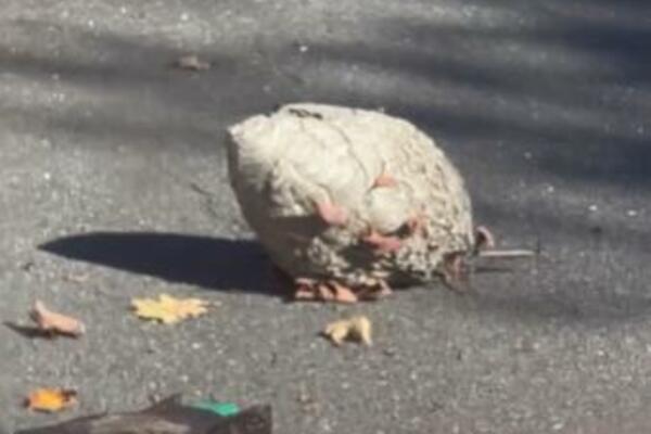 OVA STVAR TERA STRŠLJENOVE KAO OD ŠALE: Čovek ih je MATIRAO jednim potezom, SVI SU POPADALI MRTVI (VIDEO)