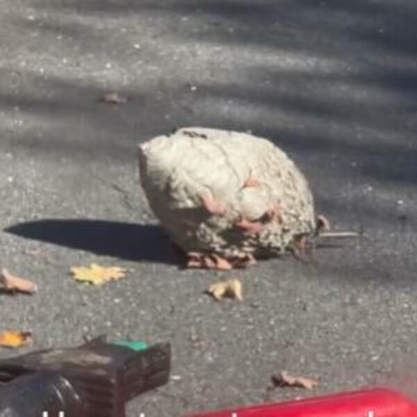 OVA STVAR TERA STRŠLJENOVE KAO OD ŠALE: Čovek ih je MATIRAO jednim potezom, SVI SU POPADALI MRTVI (VIDEO)