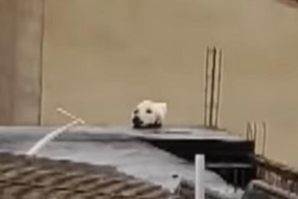 ŠTA JE TO, MAČKA ILI PAS? Optička iluzija koja je IZLUDELA ljude na mrežama (VIDEO)