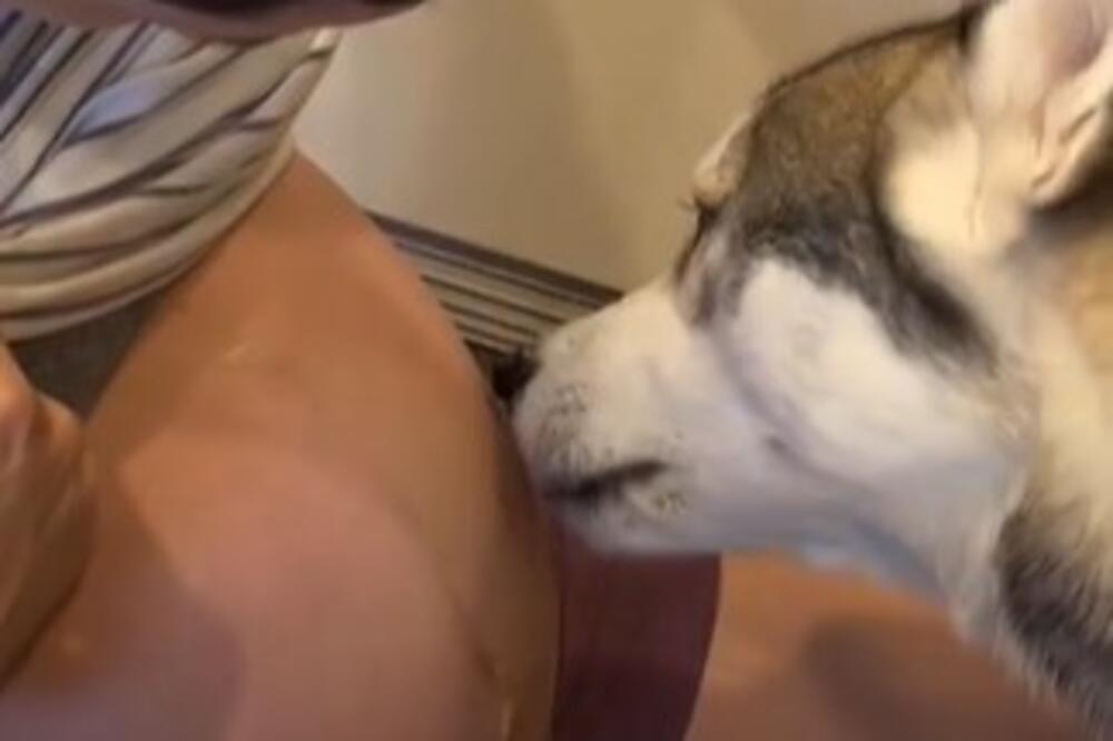 NEVEROVATNA LJUBAV HASKIJA I BEBE: Ljubav koja se razvijala dok je mališan BIO U STOMAKU se ne viđa SVAKI DAN