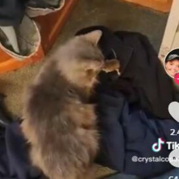 OVAJ SNIMAK MAČKE I MIŠA IMA 20 MILIONA PREGLEDA: Pogledajte njenu REAKCIJU, bolje je od CRTAĆA (VIDEO)