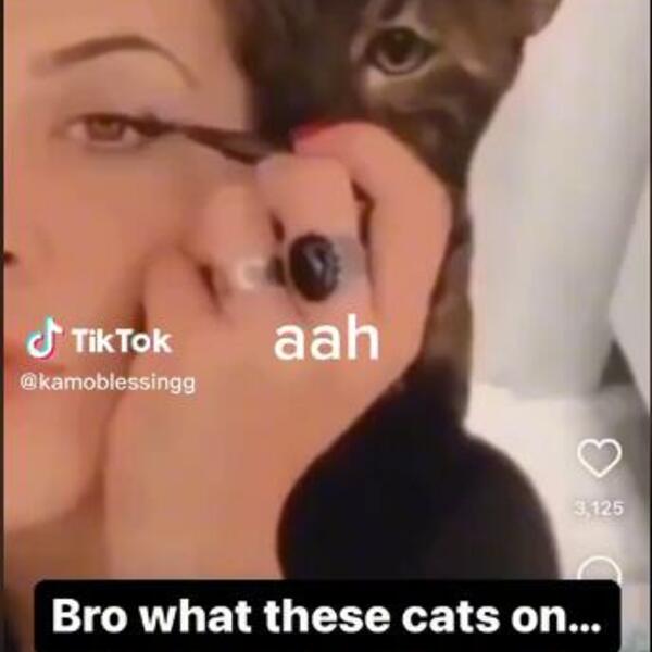 POGLEDAJTE SNIMAK U KOJEM MAČKA TUČE SVOJU VLASNICU: Posle ovakvog BATINJANJA, više je nikad nećete POŽELETI