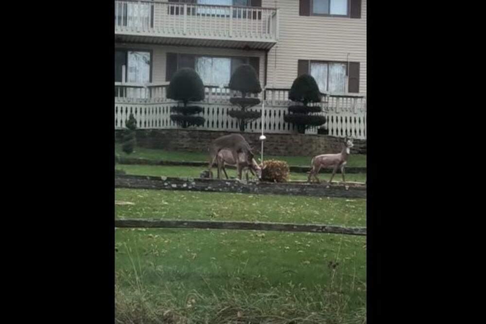 POPALJENI JELEN JE ZASKOČIO, KAMERA SVE SNIMILA: Protrljaćete oči na ovaj prozor, ne viđa se često (VIDEO)