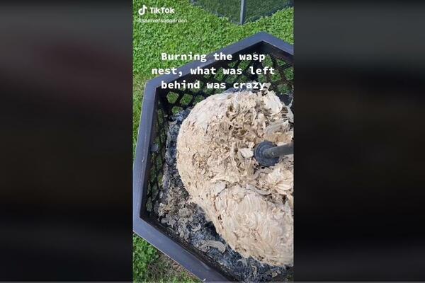 USUDIO SE DA SPALI OSINJE GNEZDO: Ono što se desilo nakon toga NIJE ZA SVAČIJE OČI (VIDEO)