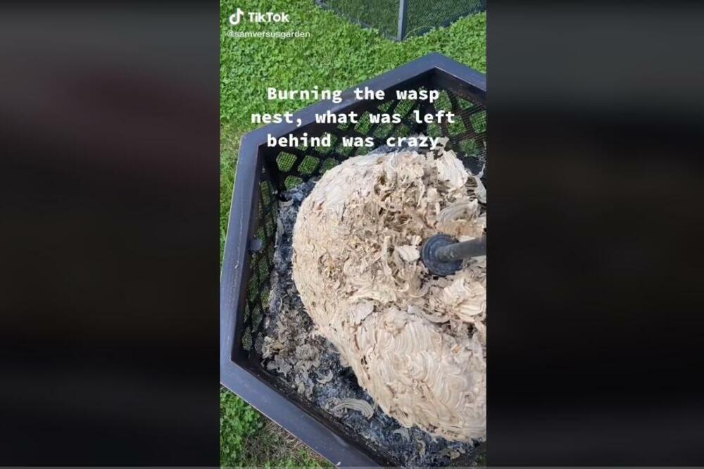 USUDIO SE DA SPALI OSINJE GNEZDO: Ono što se desilo nakon toga NIJE ZA SVAČIJE OČI (VIDEO)