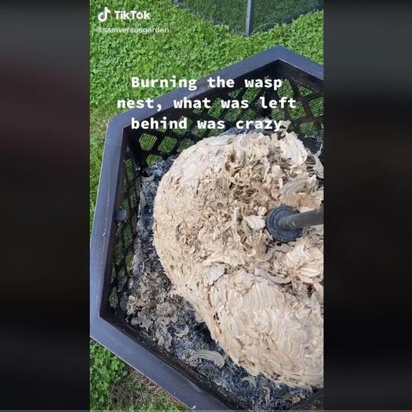 USUDIO SE DA SPALI OSINJE GNEZDO: Ono što se desilo nakon toga NIJE ZA SVAČIJE OČI (VIDEO)