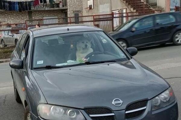 SLIKA DANA ZABELEŽENA U KALUĐERICI: Pogledajte samo ovog psa i NJEGOVU FACU! (FOTO)