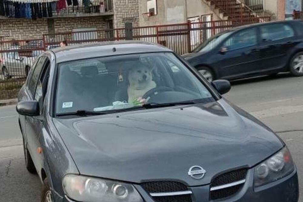 SLIKA DANA ZABELEŽENA U KALUĐERICI: Pogledajte samo ovog psa i NJEGOVU FACU! (FOTO)