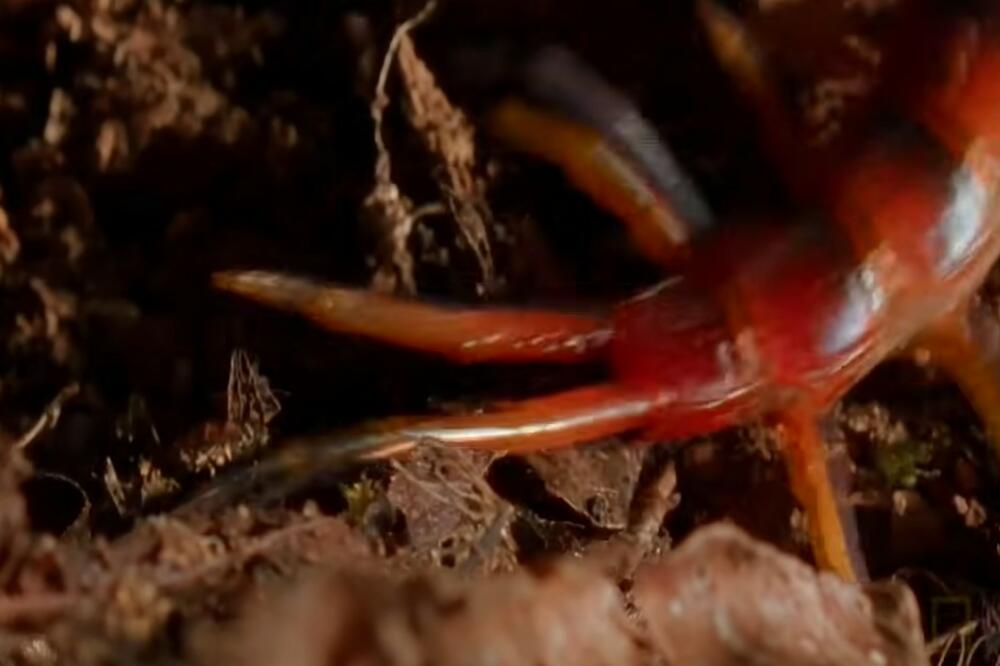 OVU BUBU SVI SRBI UBIJAJU, A NIKAKO NE BI SMELI: Izgleda JEZIVO, ali je vaš NAJVEĆI PRIJATELJ