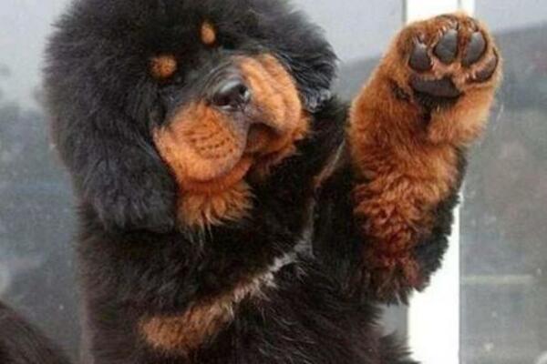 ODGAJALI SU GA DVE GODINE MISLEĆI DA JE LJUBIMAC: Zbog onog u šta se PRETVORIO, niko ne sme da mu priđe (VIDEO)