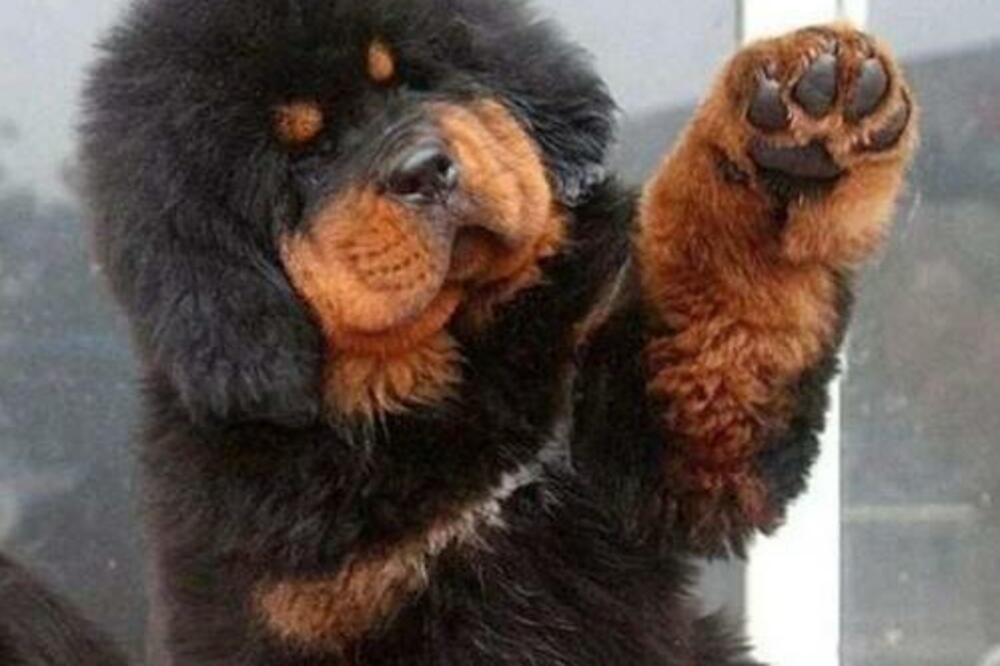 ODGAJALI SU GA DVE GODINE MISLEĆI DA JE LJUBIMAC: Zbog onog u šta se PRETVORIO, niko ne sme da mu priđe (VIDEO)